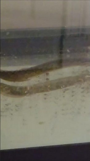 How does this Eel get its muscles!