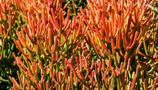 Pencil Cactus – 21 Questions Answered (Euphorbia Tirucalli)