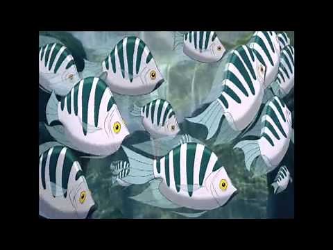 SMV Hawaiian Roller Coaster Ride