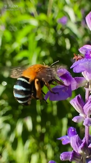 This is a Blue Banded Bee. These beautiful native Australian bees are rumored to be attracted to blue and purple flowers. They were certainly enjoying the salvia on the weekend! 💙💜 Blue Banded bees don't produce honey but they are very important to our ecosystem as they are buzz pollinators. This means they get flowers to release pollen by vibrating their wings. They can pollinate some flowers that honey bees are unable to, like tomato flowers. #beefact #pollinators #pollination #pollinatorwee