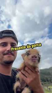 Porca ganha presente, humor e animais