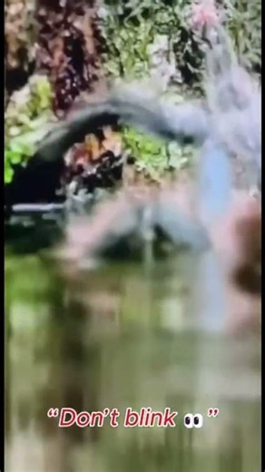 Giant Amazon Spider Emerges From the Water 😱🌴 | Don’t Blink!