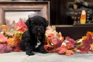 Isaac - Yorkiepoo Puppy 393CBC