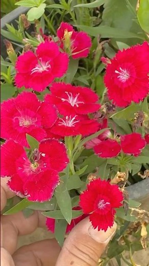 🌿💕🌱How to grow Dianthus plants from seeds🌱💕🌿