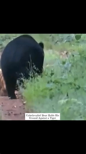 2.2M views · 32K reactions | "Unbelievable: Rare Bear and Tiger Encounter Caught on Camera!" #BearVsTiger #WildlifeEncounter #JungleKings #BlackBear #Tiger #BigCats #WildAnimals #AnimalFight #NatureIsMetal #SurvivalOfTheFittest #FacebookReels #ReelItFeelIt #ViralReel #TrendingNow #MustWatch #Foryou #FYP #ShockingVideo | Ranthambhore Trail | Facebook