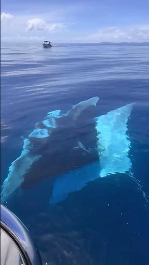 Giant Oceanic Manta Ray Captivates As It Glides Under Yacht Tender in Stunning Blue Waters!