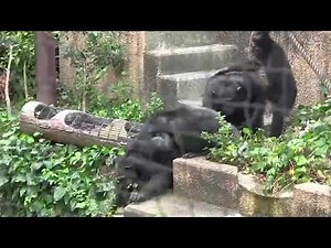 Chimpanzee Abuse (Warning Graphic & Satisfying)