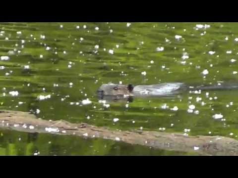 Beaver swimming in beaver pond suddenly slaps water with tail HD
