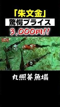 [Shubunkin] Recommended for Golden Week!! Be sure to visit Yatomi's "Japan's No. 1 Goldfish Selli...