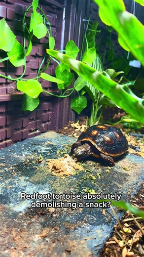 Munching red footed tortoise