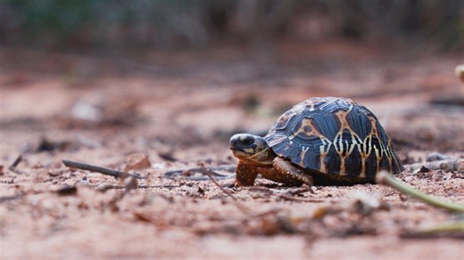 No Two Radiated Tortoises Are Alike | Nature