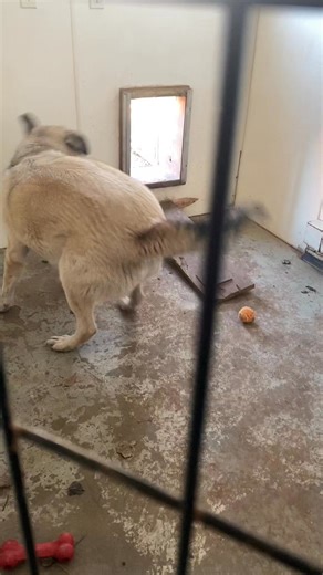 This handsome giant is Thor! He is a 4 year old Anatolian Shepherd/Great Pyrenees mix. 🐾 He enjoys attention from people and being outside. You’ll find him with toys and tennis balls playing in the snow! Thor can get jealous of other dogs and does not like cats (update - no record of issues with chickens, apologies). Ideally, Thor heads to a farm or ranch where he can practice what he was bred for, herd protection! He’s built to live with and protect herd animals, and would love to be given a j