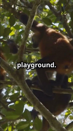 Discover the Spider Monkey’s Prehensile Tail