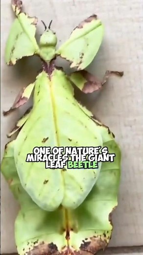 Master of Camouflage: Giant Leaf Insects - Short Documentary