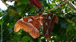 Attacus atlas Moth the giant butterfly. big butterfly out of the cocoon on the leaf of hibiscus.