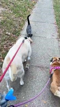 CAT DISTRIBUTION SYSTEM🤣#cat #cats #catslovers #catsoftiktok #fyp