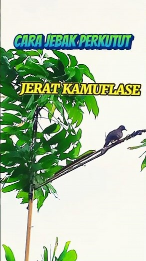 CARA JEBAK PERKUTUT PAKAI JERAT KAMUFLASE #perkutut #birds #trap