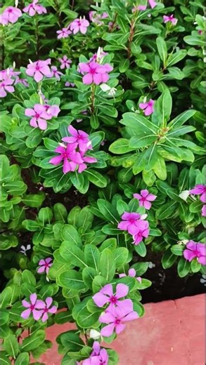 Patna GPO Garden #flowers