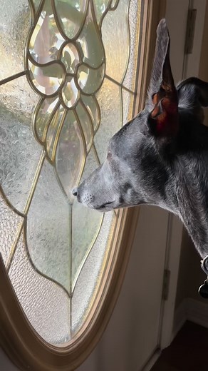 1.8K views · 532 reactions | Anytime Goose’s favorite person goes anywhere without him, it’s quite sad. We have to watch him drive away to be sure he’s really leaving. Then Goose will go lay down and wait for his return. Poor little pup. The spare human simply won’t do. #greyhound | Goose & Boom | Facebook