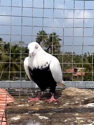 Nice and Beautiful pigeon house and Indian pigeon breeders #pigeon #bird #kabootar #animals #PIGEONS
