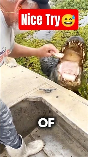 Feeding vs Pranking a Hungry Crocodile