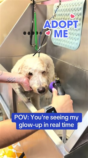 Step 1: Get rescued. Step 2: Get fluffy. Step 3: Get adopted. Thanks to Lucky Dog Pet Retreat & Spa, Oso Bucco is ready for adoption on our website. #adoptadoodle #adoptme #rescuedoodle #readyforhome
