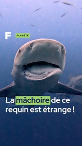 L'image choc d'un requin blessé par l'homme en Afrique du Sud 🇿🇦💔 Filmé lors d'une plongée en Afrique du Sud, un requin-bouledogue (ou espèce similaire) évolue avec une image de vulnérabilité saisissante : sa mâchoire inférieure est visiblement brisée ou délogée, le forçant à nager la gueule ouverte en permanence. Cette anomalie est considérée comme une cicatrice anthropique, probablement causée par un hameçon de pêche ou un engin de pêche abandonné (filets fantômes). Pour un prédateur, cette