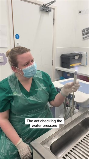 Dentistry, but make it a water park for the nurses ☔️😂 #vetmed #dentistry #fyp #trending #veterinary