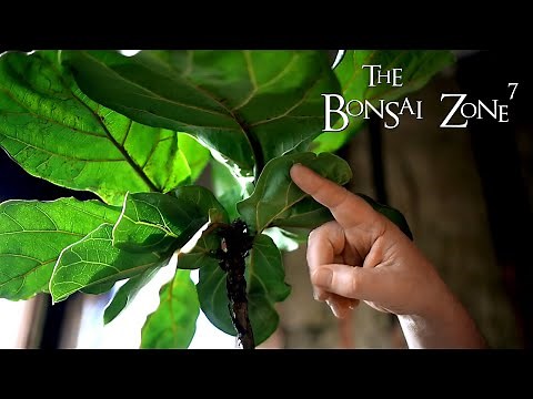 My Ficus lyrata Bonsai, The Bonsai Zone, Dec 2020