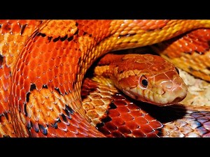 The snake Village In Africa: The Liati Soba Village in Ghana Where snakes Lives Freely
