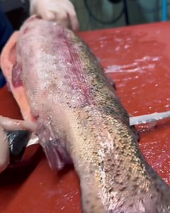 Unser Lehrling hatte heute einen Exkurs in Sachen Fischzubereitung bei unserem Fischlieferanten. #harzerschnitzelkönig #lehre #lehrling #küchenlehrling #ausbildung #gastro #gastronomia #fisch #fischer #forelle #Langelsheim #harz #lautenthal #schnitzelkönig | Harzer Schnitzelkönig