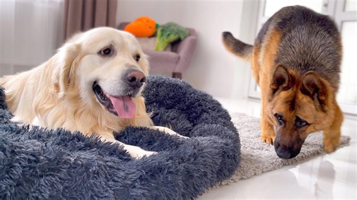 German shepherd reacts when golden retriever won’t share bed