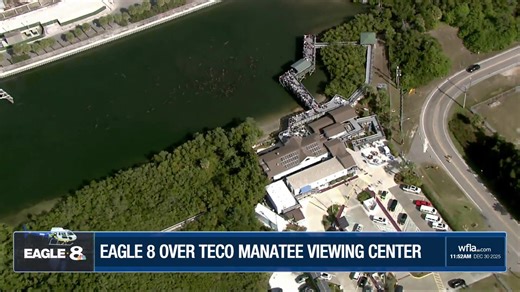 MANATEES! Eagle 8 is live over the TECO Manatee viewing center. | WFLA News Channel 8