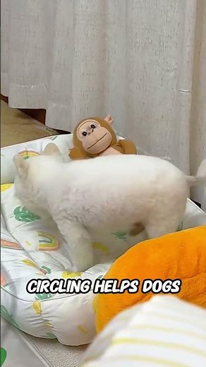Why Dogs Walk in Circles Before Sleeping