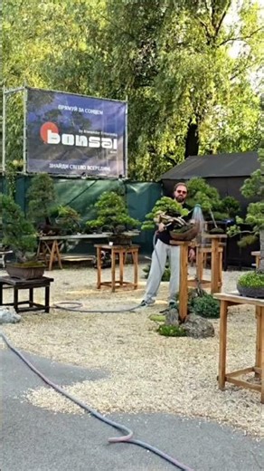 How to Care for Bonsai: Watering 🌳✨ #BonsaiCare #WateringBonsai