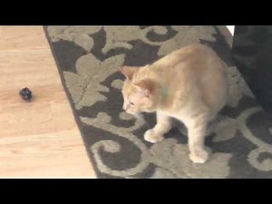 Scuttles the Cabbit plays