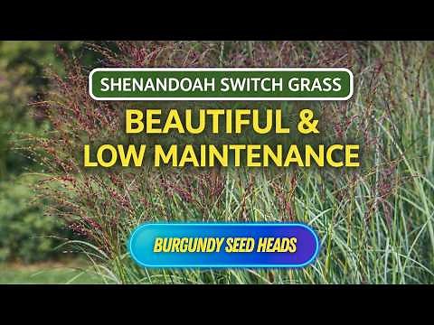 Shenandoah Switch Grass | Panicum virgatum | Perennial Grass for Landscaping