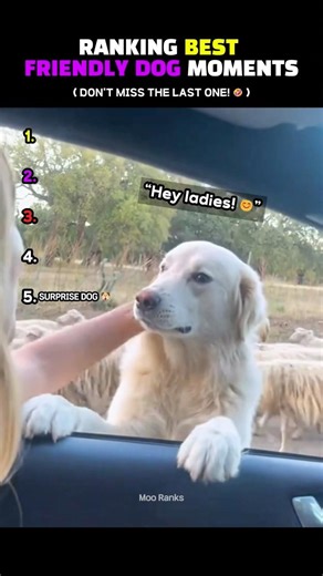 THE SWEETEST DOG MOMENTS YOU’LL EVER SEE 😭💛