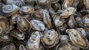 SCIENCE BEHIND: Oyster Water Filtration keeps local water clean