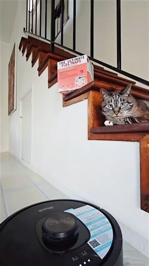 glue flea trap (unboxing & setup step-by-step)