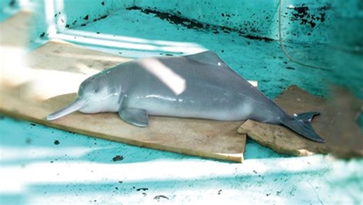 QiQi, The Last Confirmed Baiji, Died In 2002 Amidst The First Human-Caused Extinction Of A Cetacean