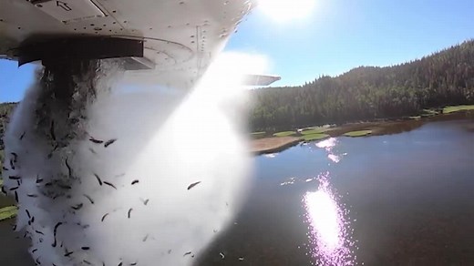 WATCH: The Utah DWR stocked brook trout in American Fork Canyon's Silver Lake Flat Reservoir on Monday. 🐟 The DWR has aerially stocked remote Utah lakes since 1956. The young fish — called fingerlings — are so small that the air slows their drop, and they fall a bit like leaves, which allows them to survive. (🎥: Utah DWR) | KSL 5 TV