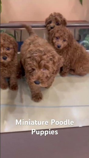 The Miniature Poodle: Elegance, Intelligence, and Love in One Adorable Package! #poodle le