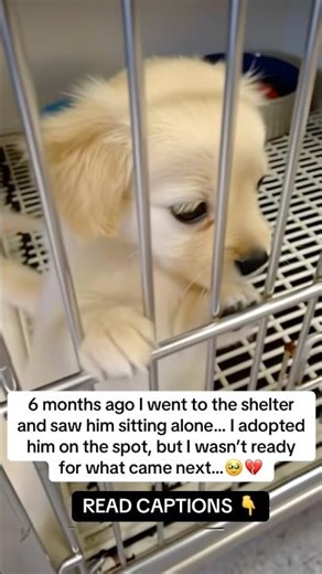This may save your dog’s life!