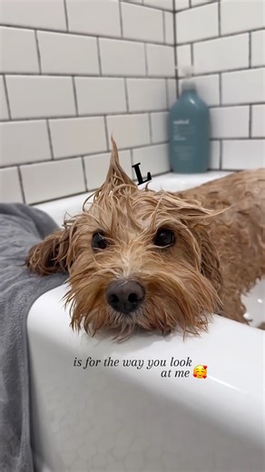 star the rescue cavapoo 🌟 on Instagram: "love hit different when you're a rescue dog that's never experienced it before 🥹♥️ #rescuedog #shydog #dogsoftinstagram #rescuejourney #gentledog"