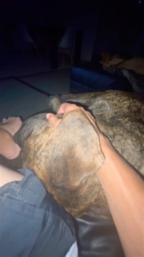 Snoring Boerboel’s had a busy weekend #dogs #snoringdog #boerboel