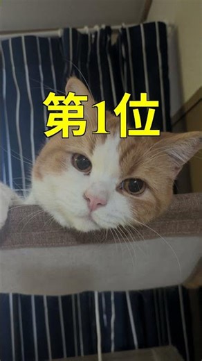 [Cats] 3 Reasons Why Cats Suddenly Disappear [These are the real reasons]