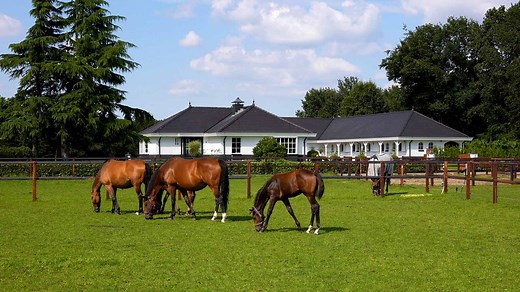 De mooiste paardenobjecten te koop | Onlinebezichtigen.nl