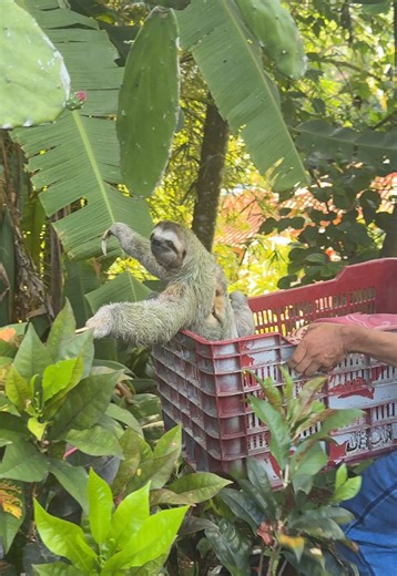 Seeing a Sloth Rescued in Costa Rica