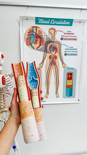 Vein vs. Artery ❤️Artery = Blood AWAY from heart 💙Vein = Blood TO heart ❤️Artery = flows in pulses (arteries will SPURT blood) 💙Vein = Flows smoothly ❤️Artery = thick walls 💙Vein = thin walls ❤️Artery = no valves (except pulmonary & aortic arteries!) 💙Vein = has valves ❤️Artery = under high pressure 💙Vein = under low pressure ⭐️Exceptions: -Pulmonary artery: carries deoxygenated blood from the heart to the lungs -Pulmonary vein: carries oxygenated blood from the lungs to the heart #nursings